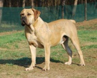 BOERBOEL